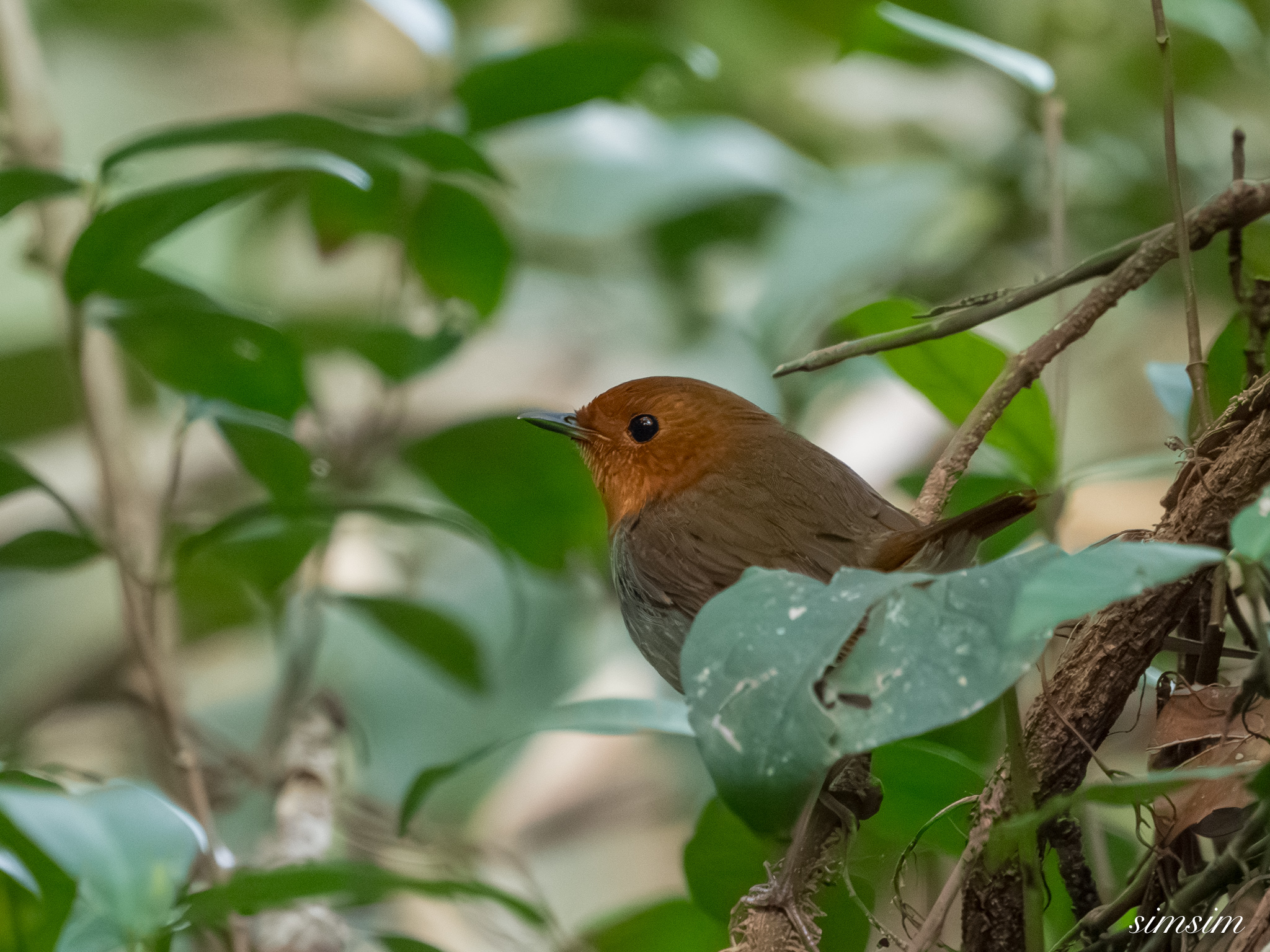 三宅島　タネコマドリ