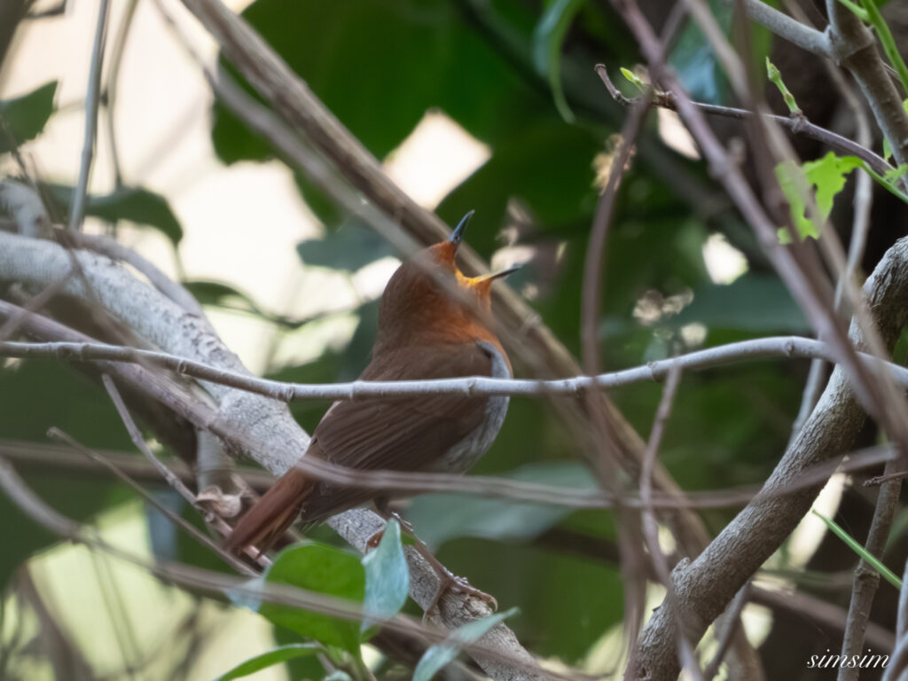 三宅島　タネコマドリ