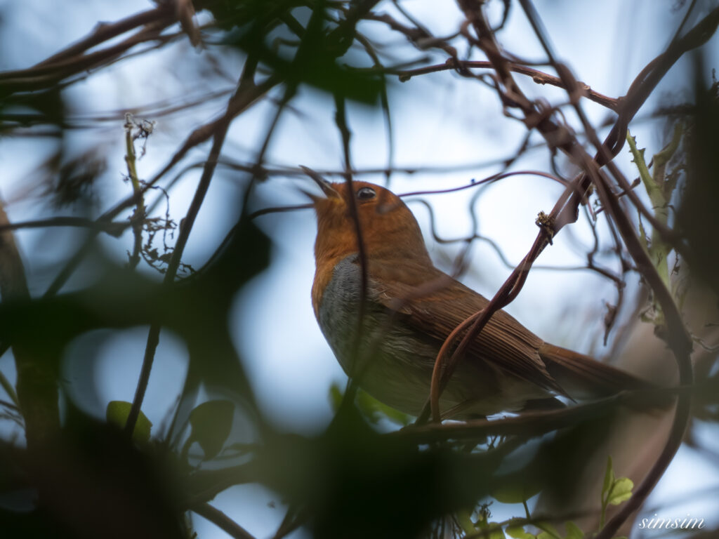 三宅島　タネコマドリ