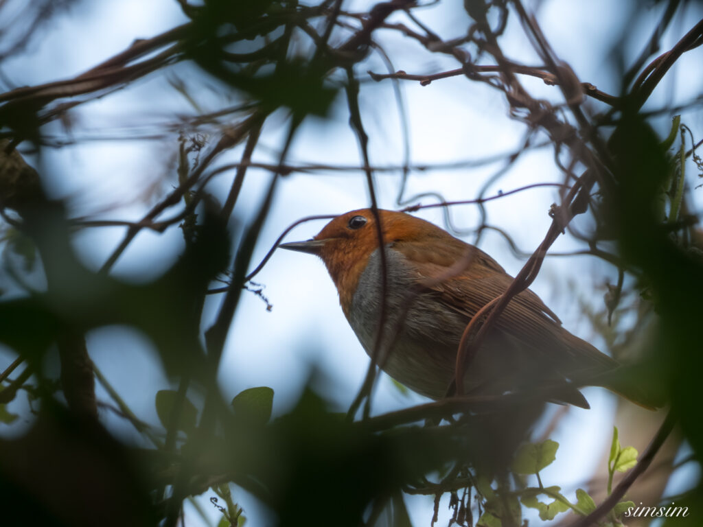 三宅島　タネコマドリ
