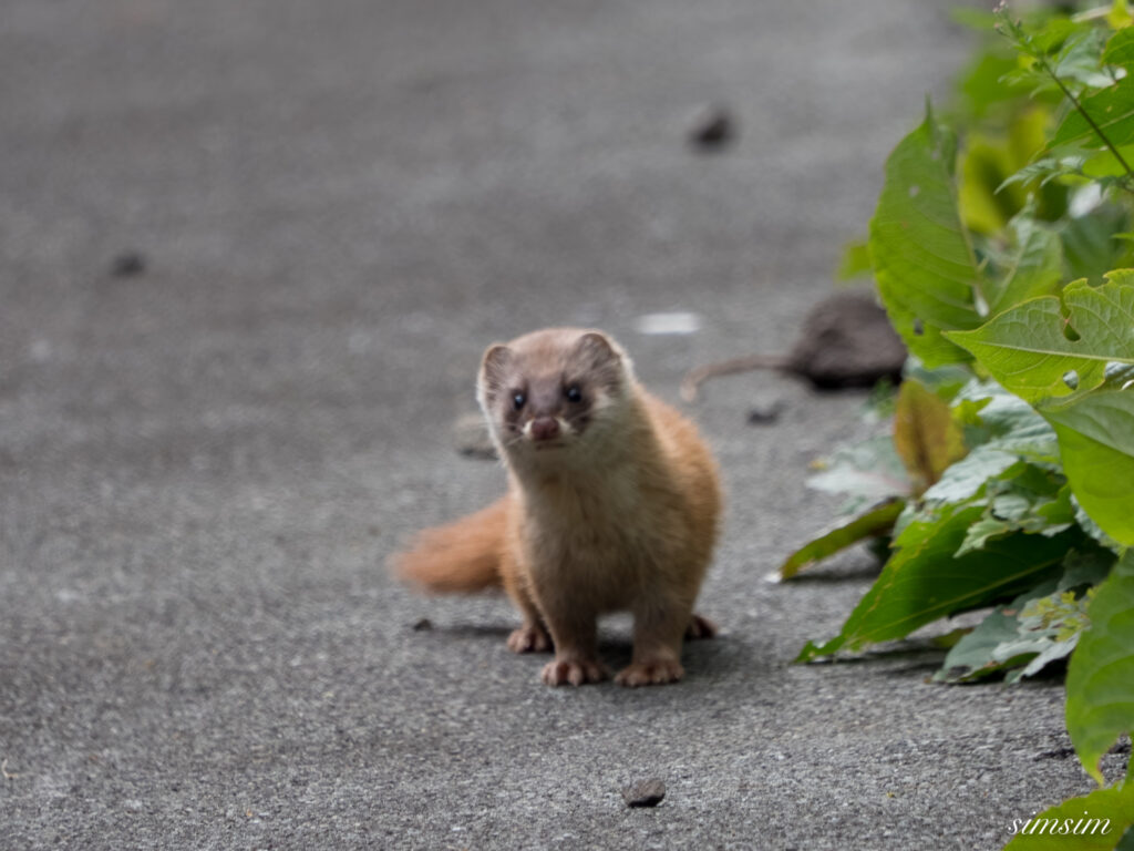 三宅島　ホンドイタチ