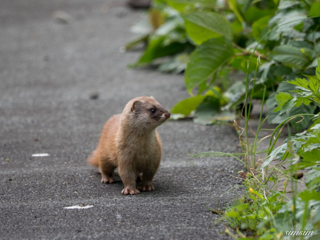 三宅島　ホンドイタチ
