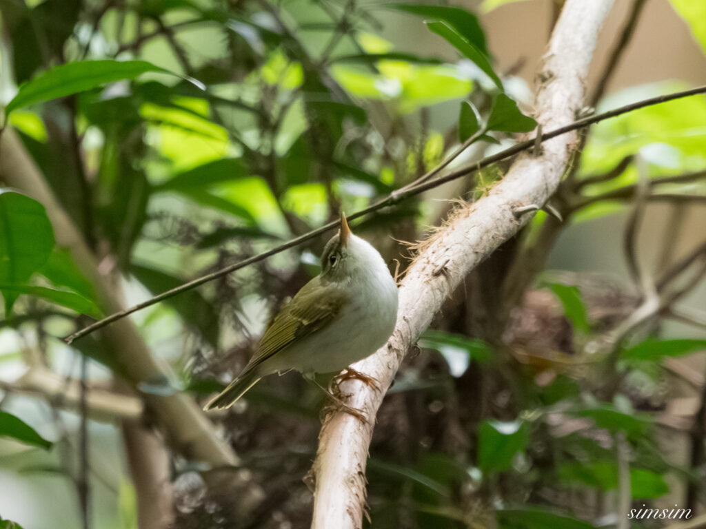 三宅島　イイジマムシクイ