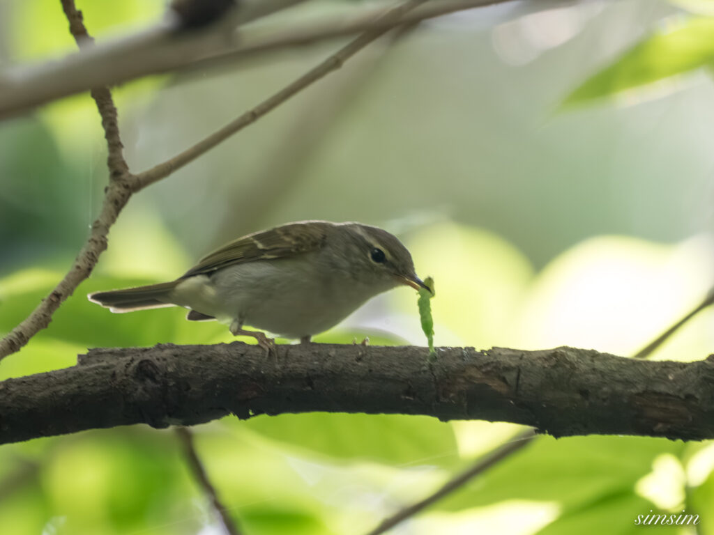 三宅島　イイジマムシクイ