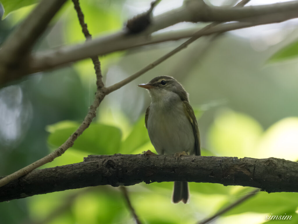 三宅島　イイジマムシクイ