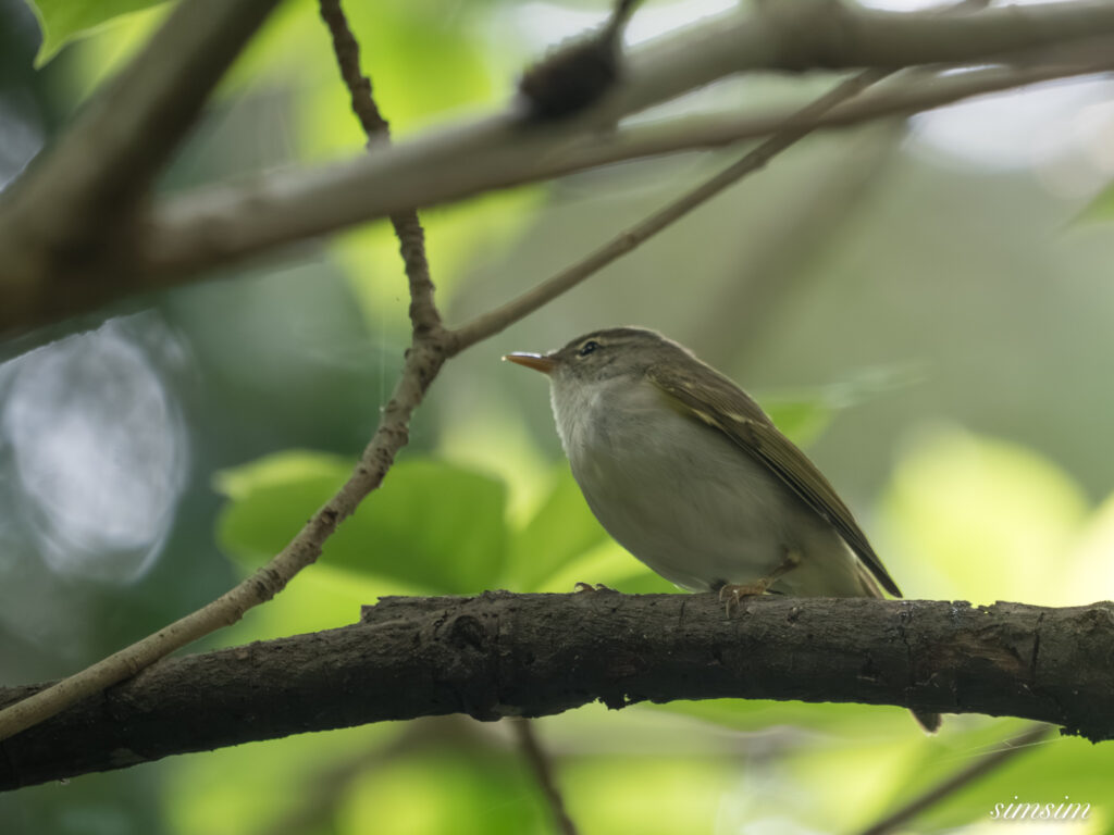 三宅島　イイジマムシクイ