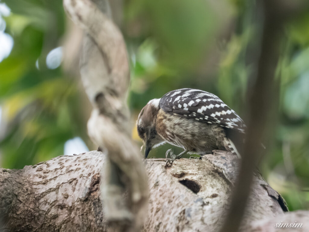 三宅島　ミヤケコゲラ