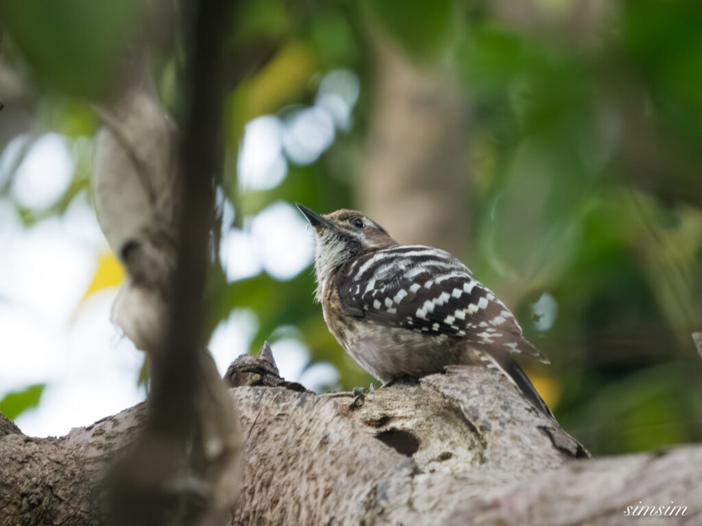 三宅島　ミヤケコゲラ