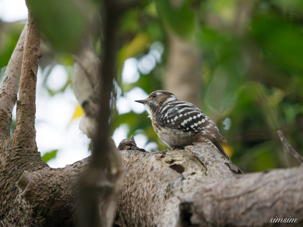 三宅島　ミヤケコゲラ