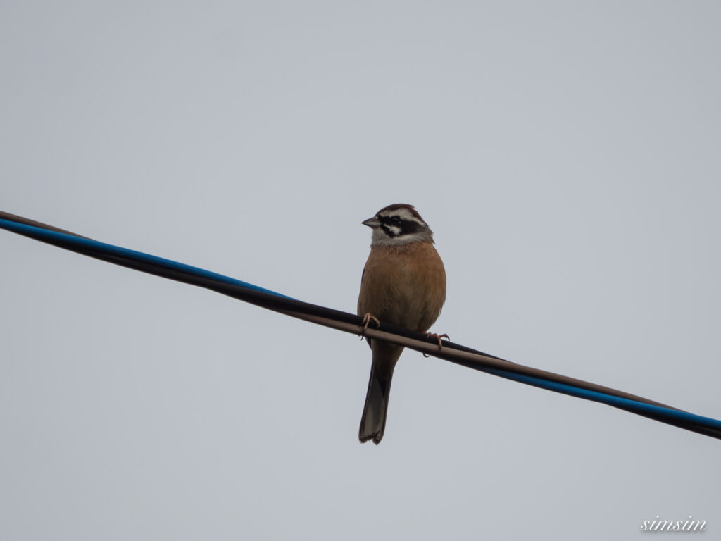 三宅島　ホオジロ