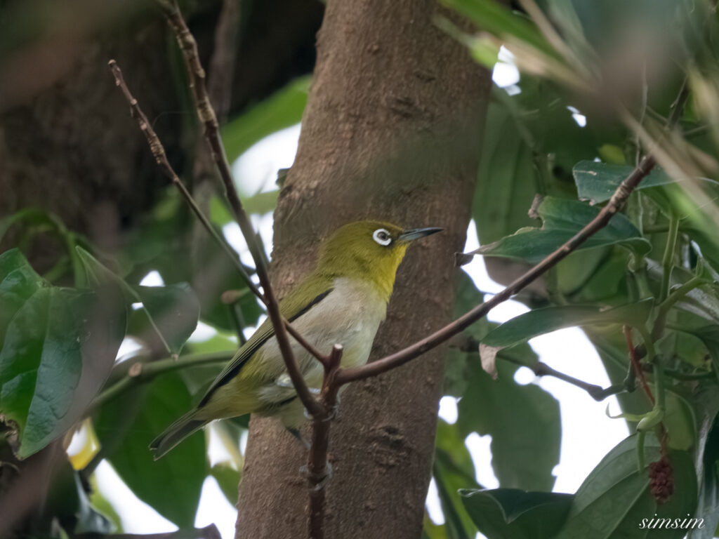 三宅島　シチトウメジロ