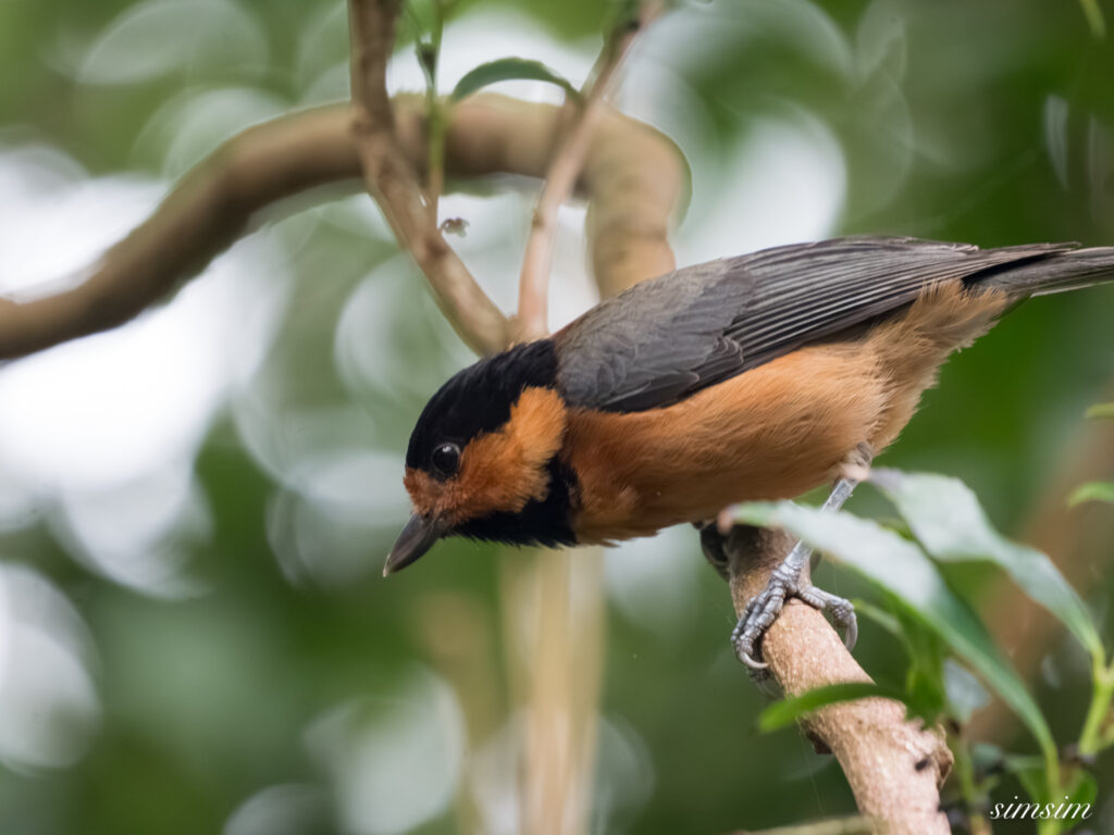 三宅島　オーストンヤマガラ