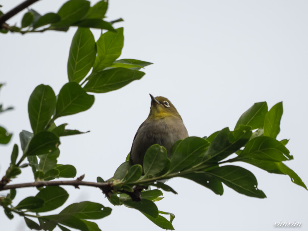 三宅島　シチトウメジロ