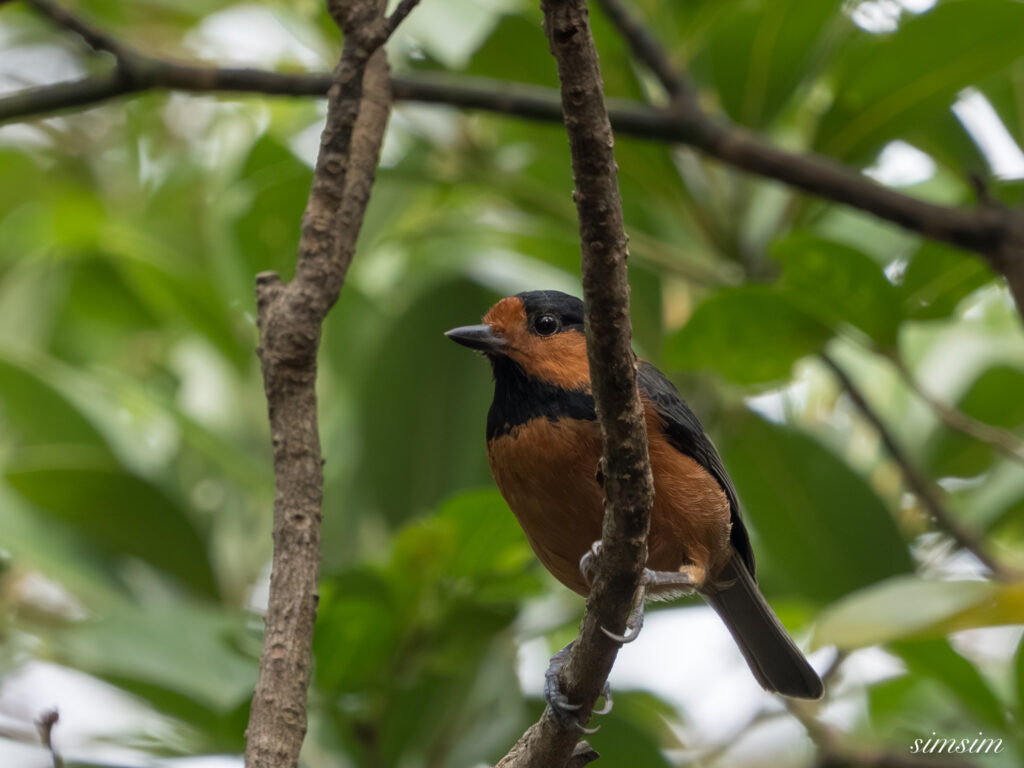 三宅島　オーストンヤマガラ