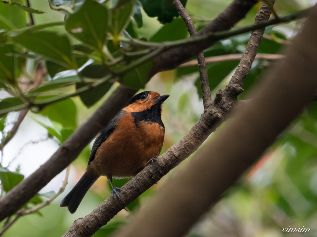 三宅島　オーストンヤマガラ