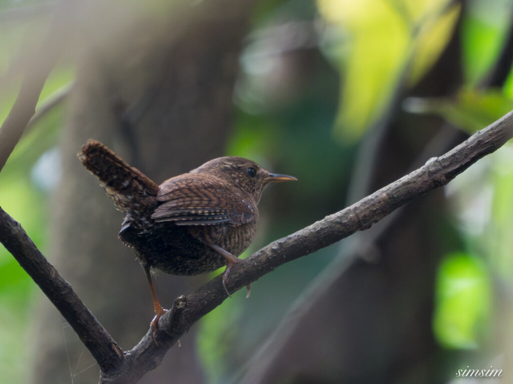 三宅島　モスケミソサザイ