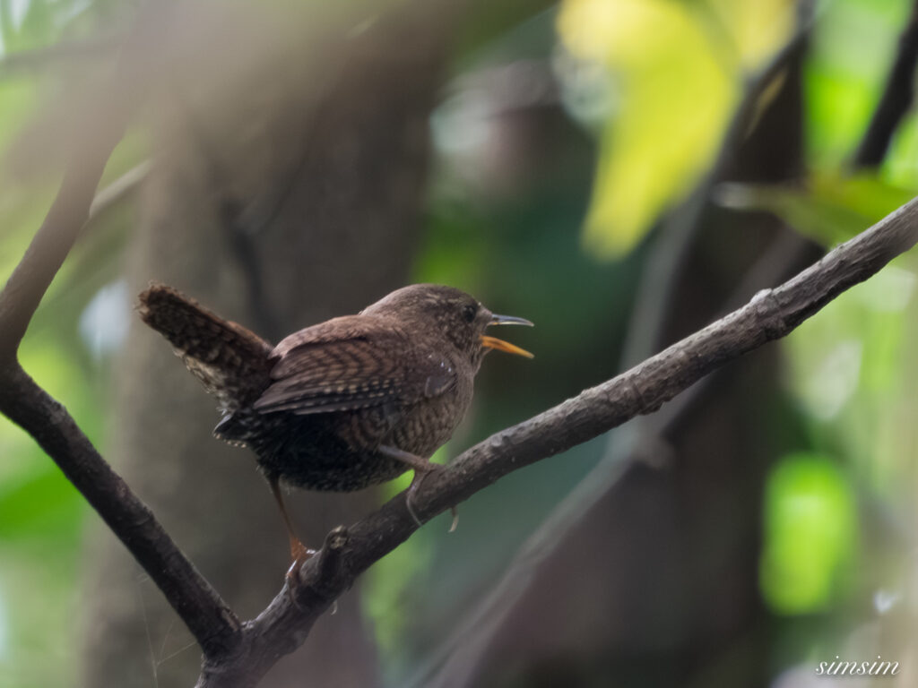 三宅島　モスケミソサザイ