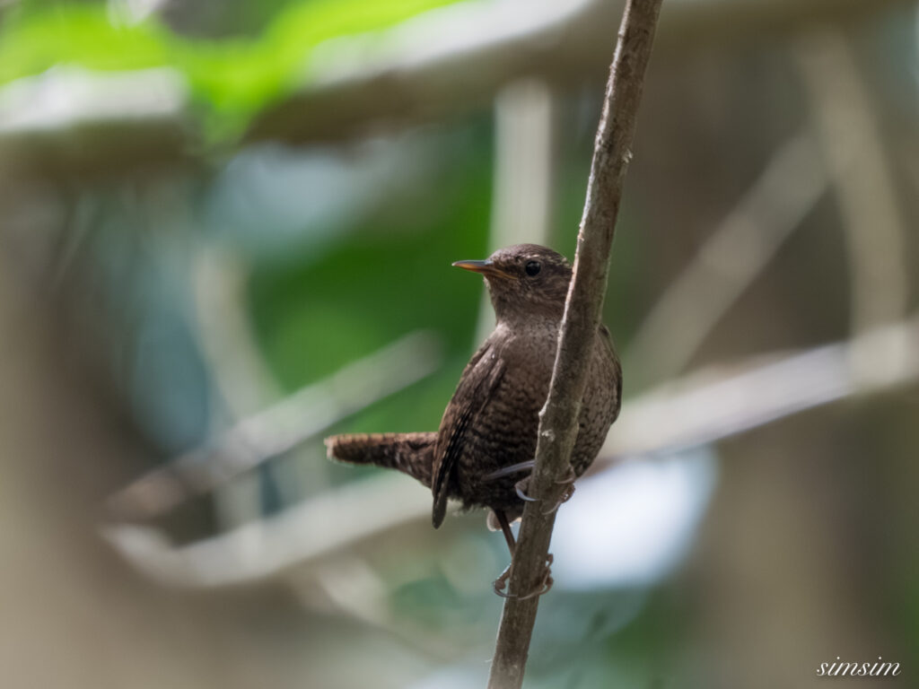 三宅島　モスケミソサザイ