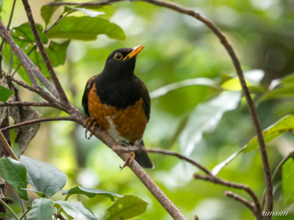 三宅島　アカコッコ