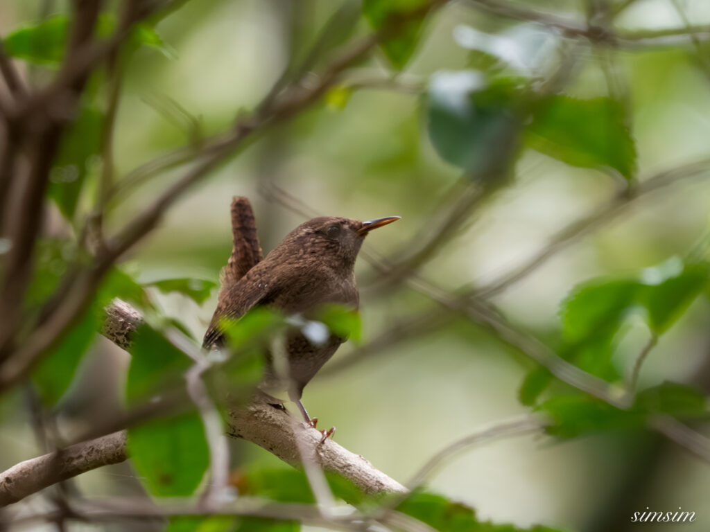三宅島　モスケミソサザイ