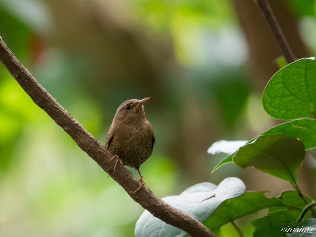 三宅島　モスケミソサザイ
