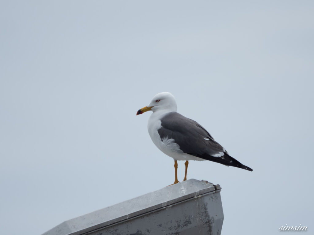 三宅島　ウミネコ