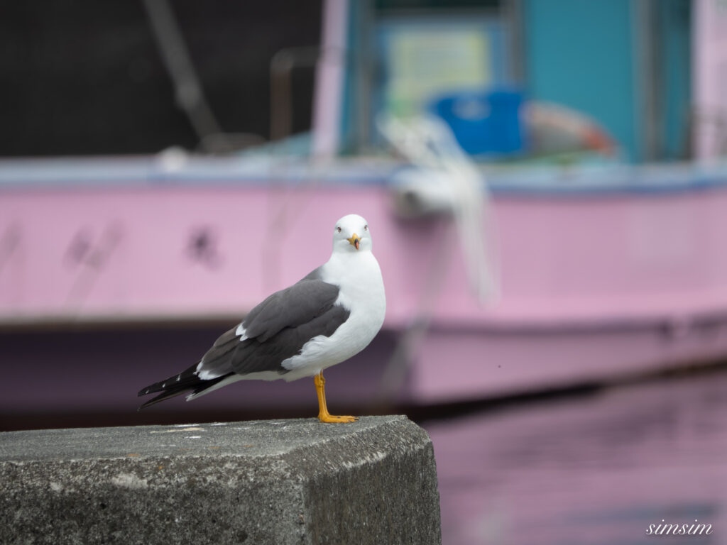 三宅島　ウミネコ