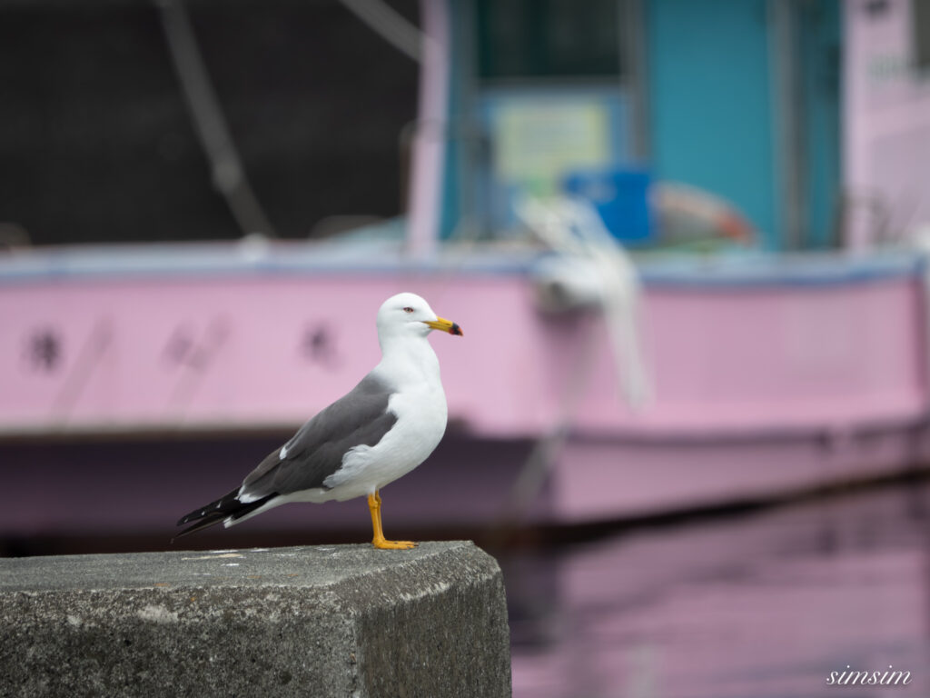 三宅島　ウミネコ