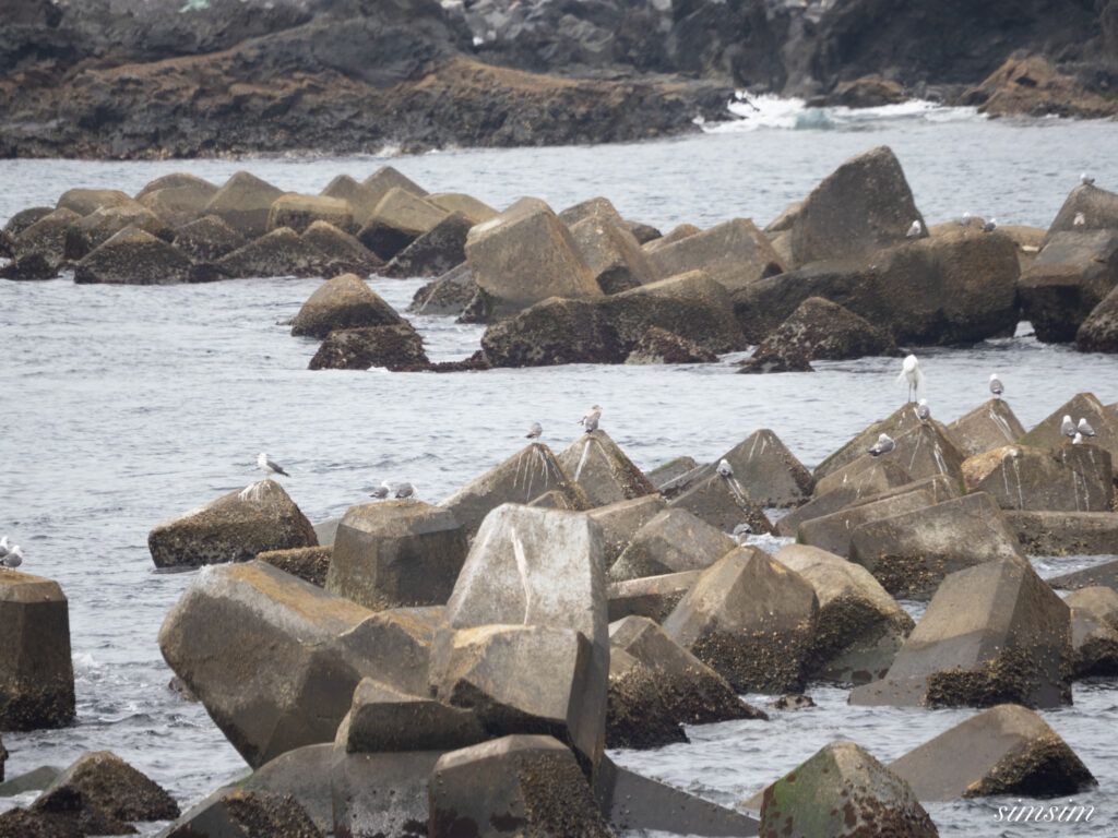 三宅島　ウミネコ