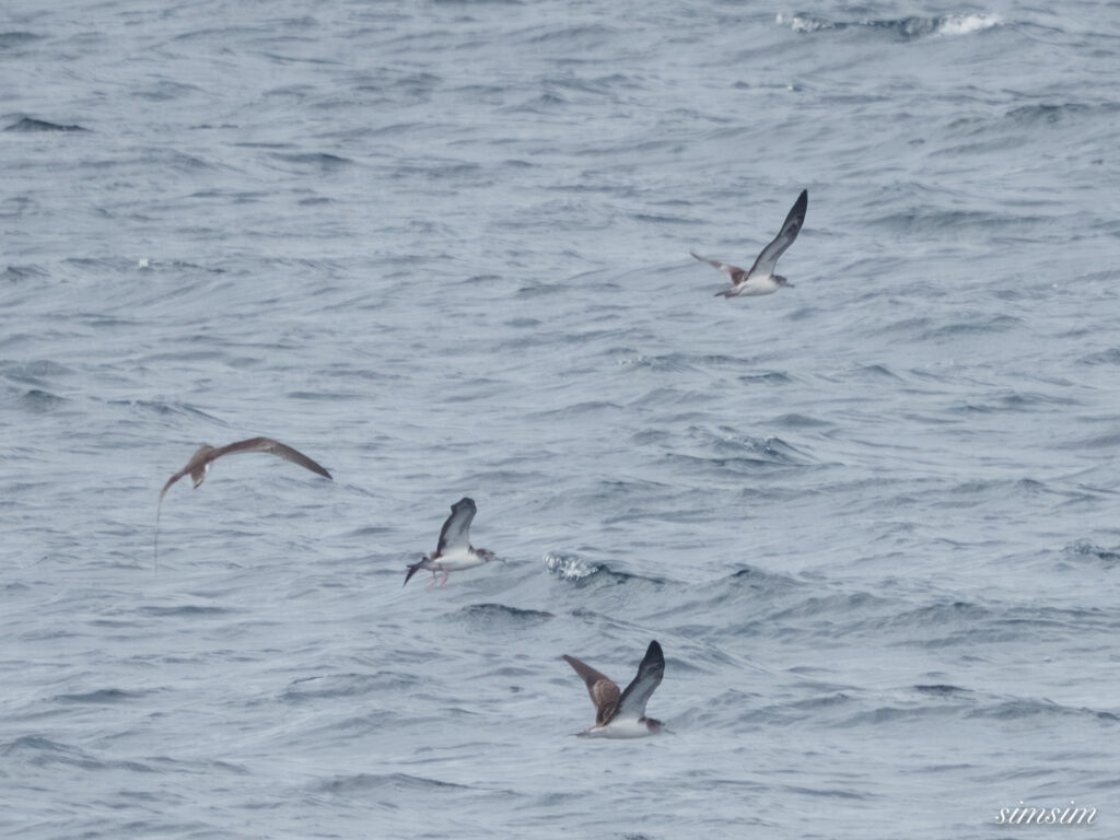 東海汽船　オオミズナギドリ