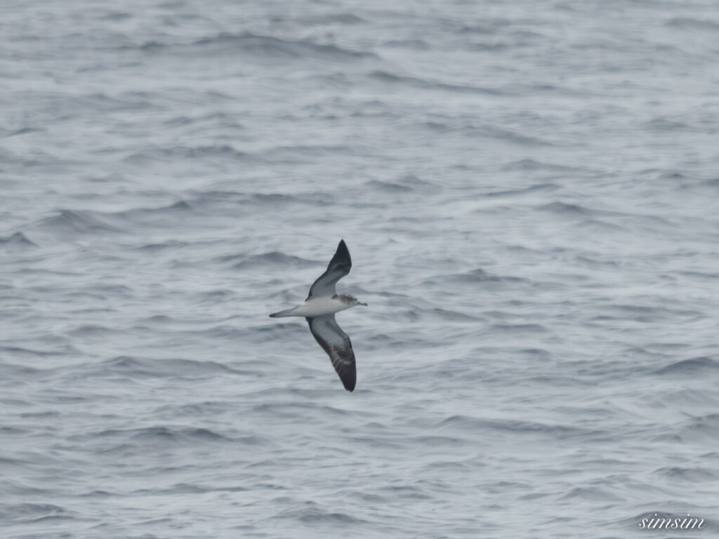東海汽船　オオミズナギドリ