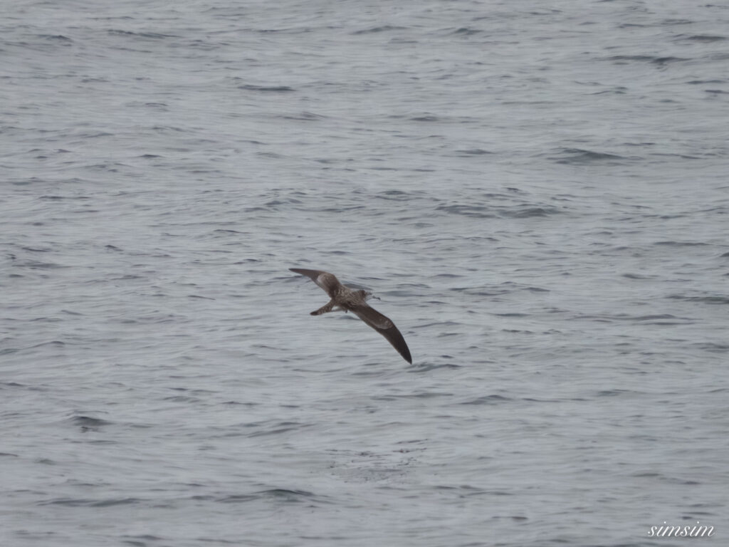 東海汽船　オオミズナギドリ