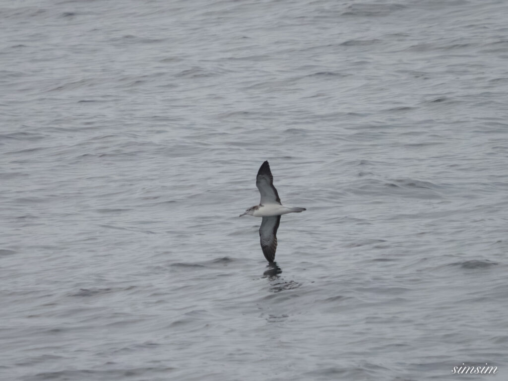 東海汽船　オオミズナギドリ