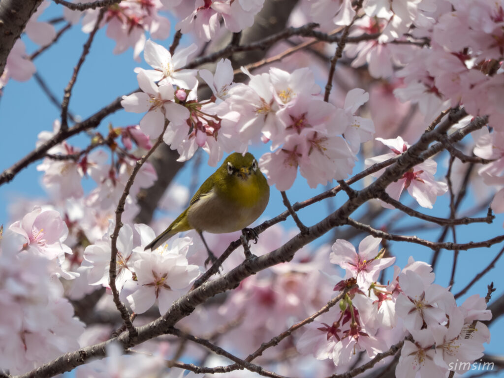 桜とメジロ 都内の公園