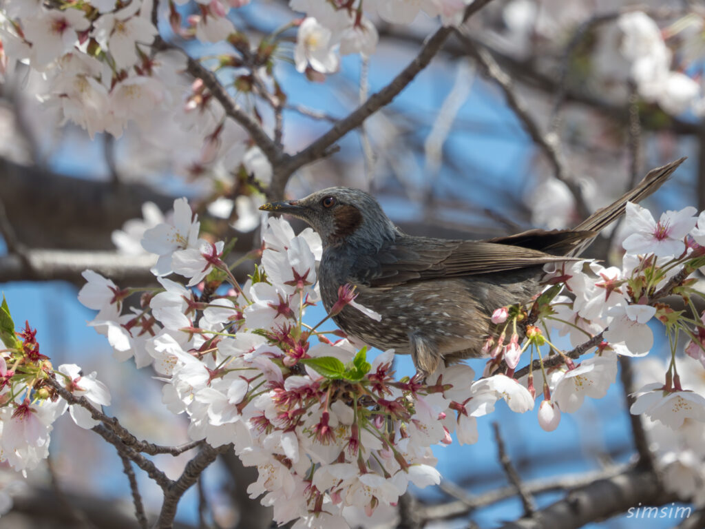桜とヒヨドリ 都内の公園