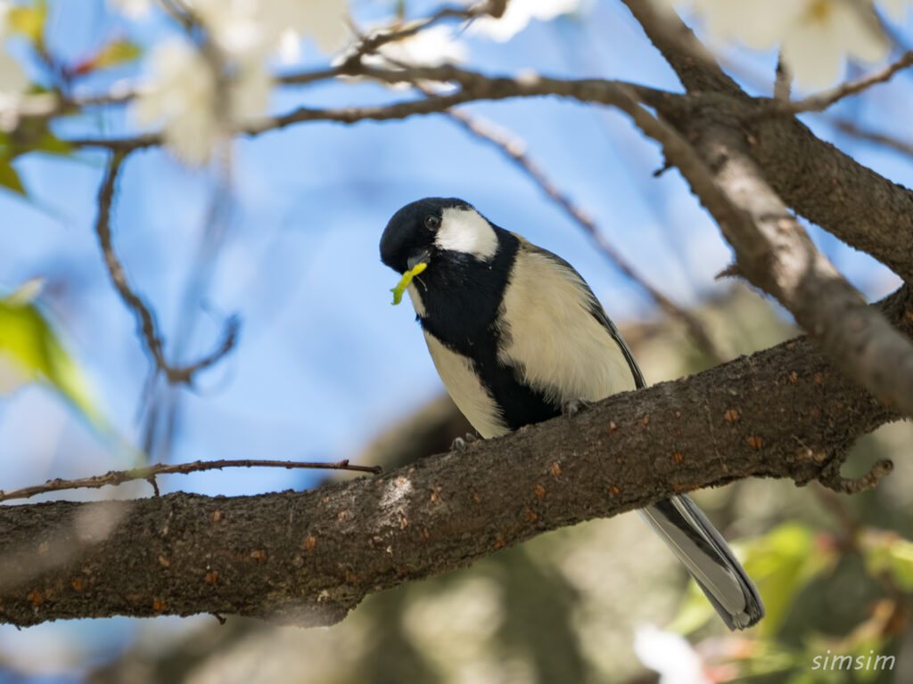 桜とシジュウカラ 都内の公園