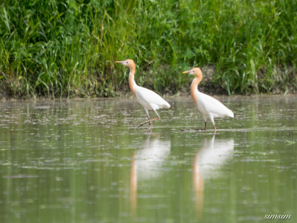 埼玉の公園　アマサギ