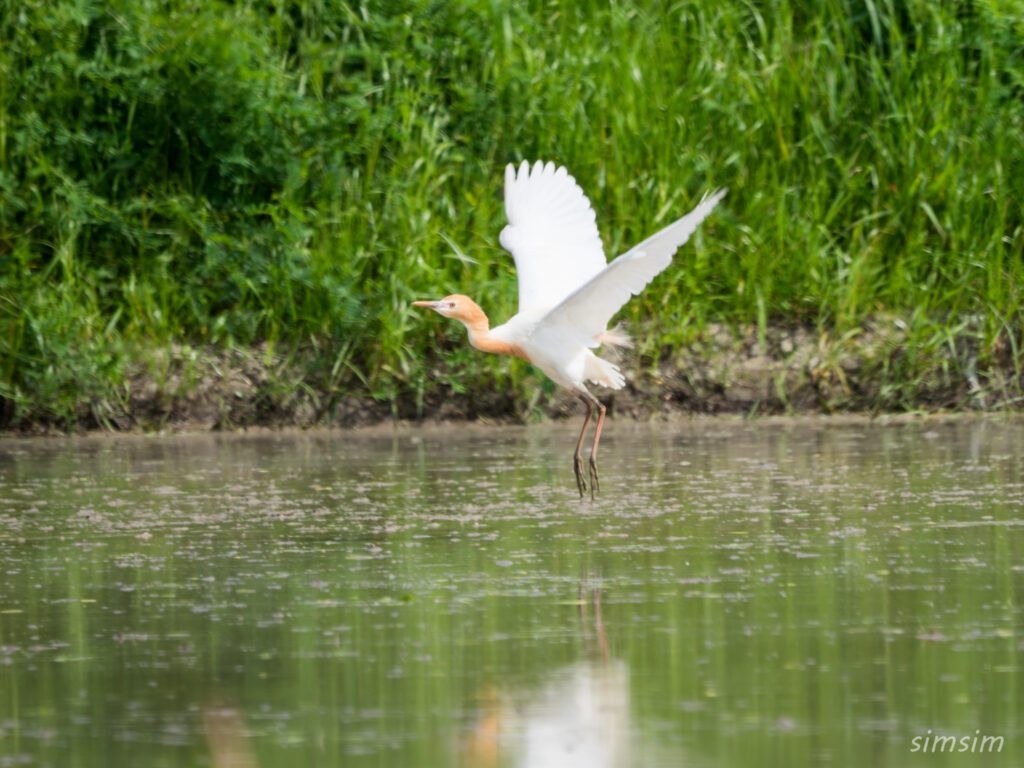 埼玉の公園　アマサギ