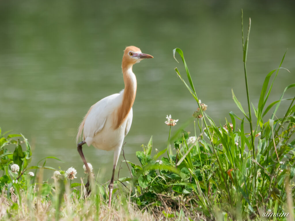 埼玉の公園　アマサギ