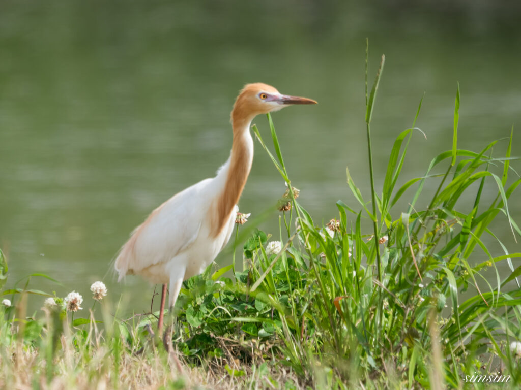 埼玉の公園　アマサギ