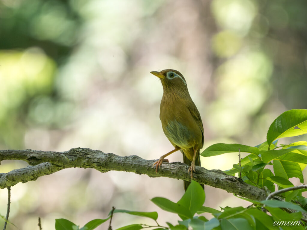 埼玉の公園　ガビチョウ