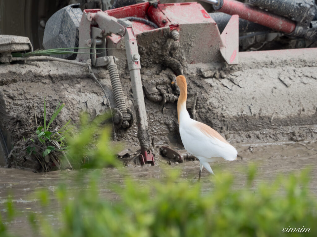 埼玉の公園　アマサギ
