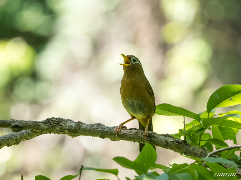 埼玉の公園　ガビチョウ