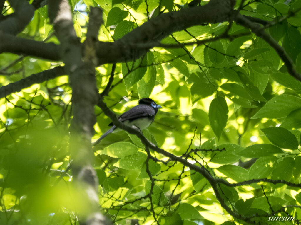 埼玉の公園　サンコウチョウ