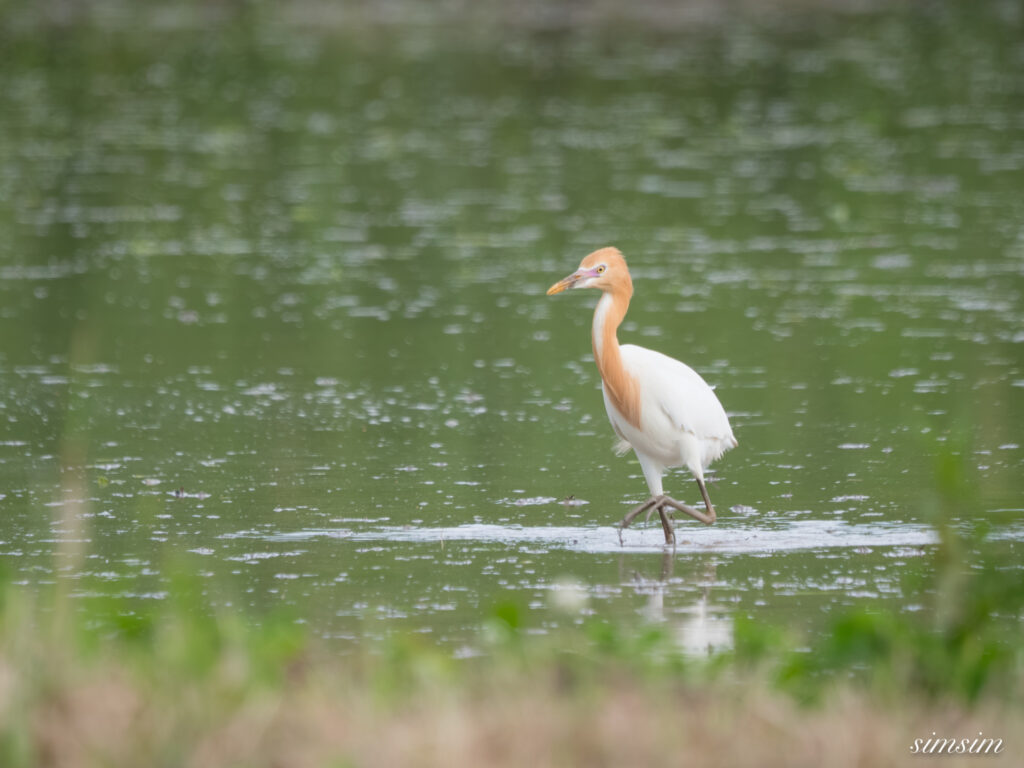 埼玉の公園　アマサギ