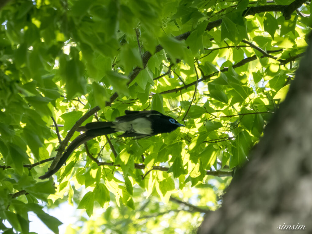 埼玉の公園　サンコウチョウ