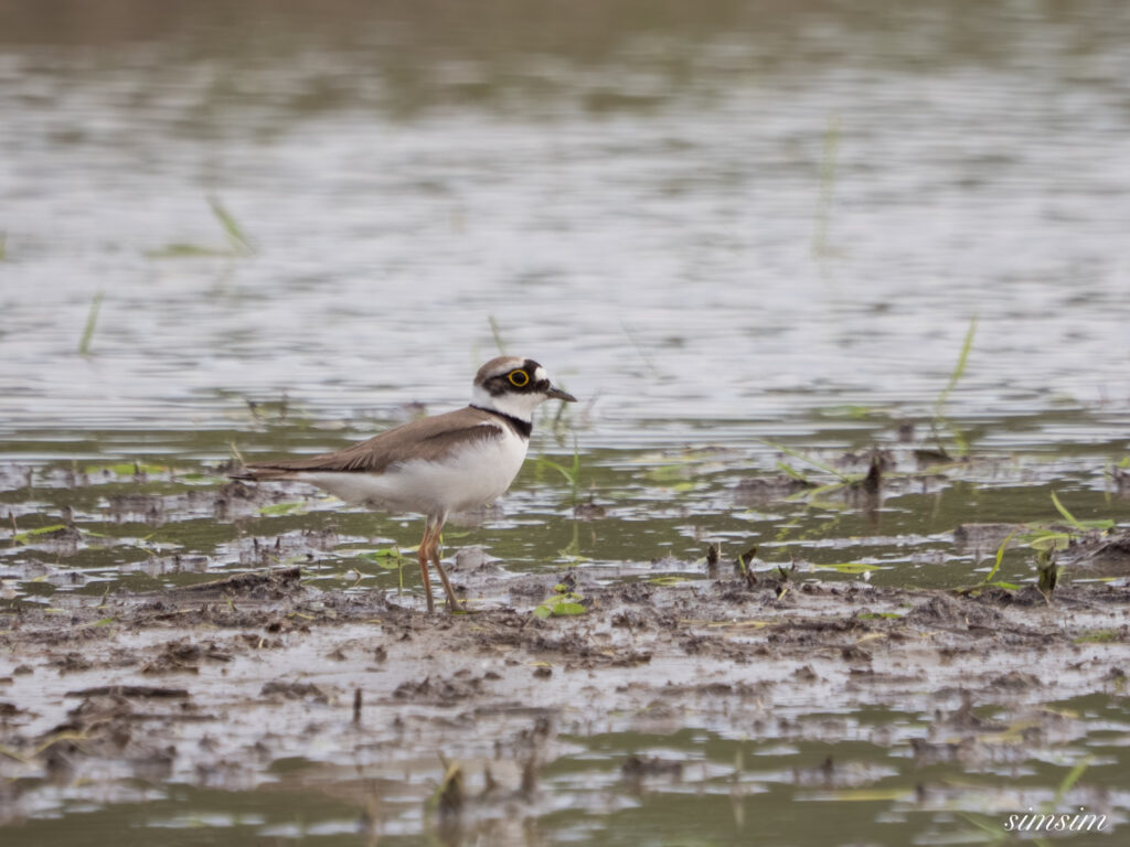 埼玉の公園　アマサギ