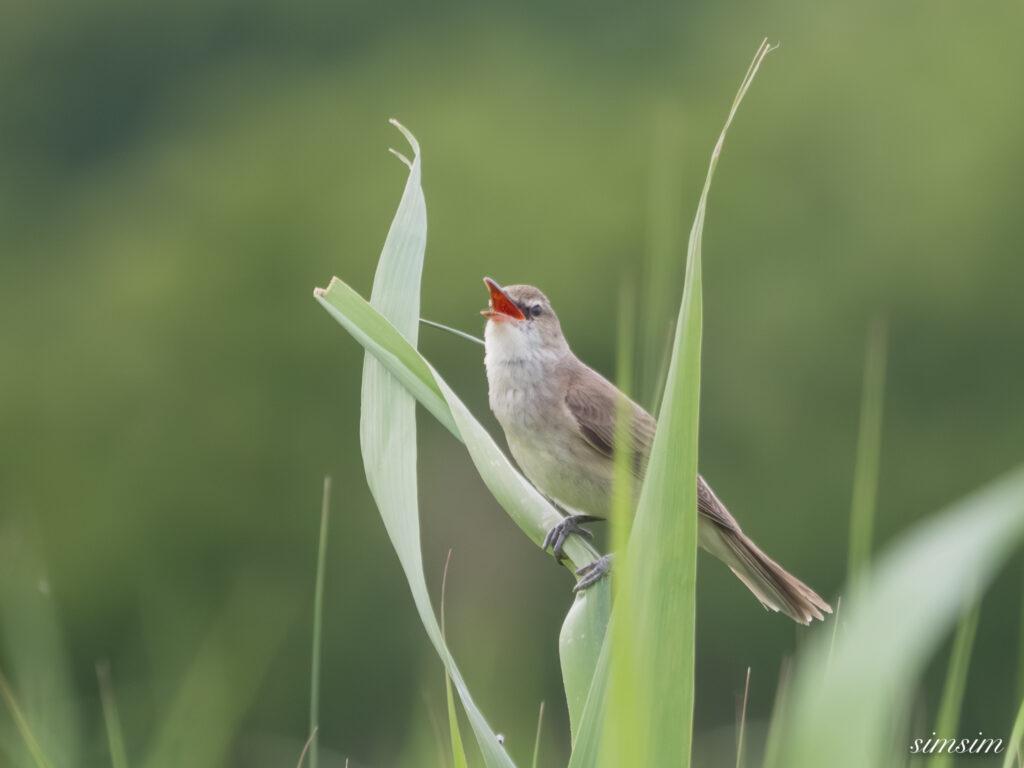 埼玉の公園　オオヨシキリ