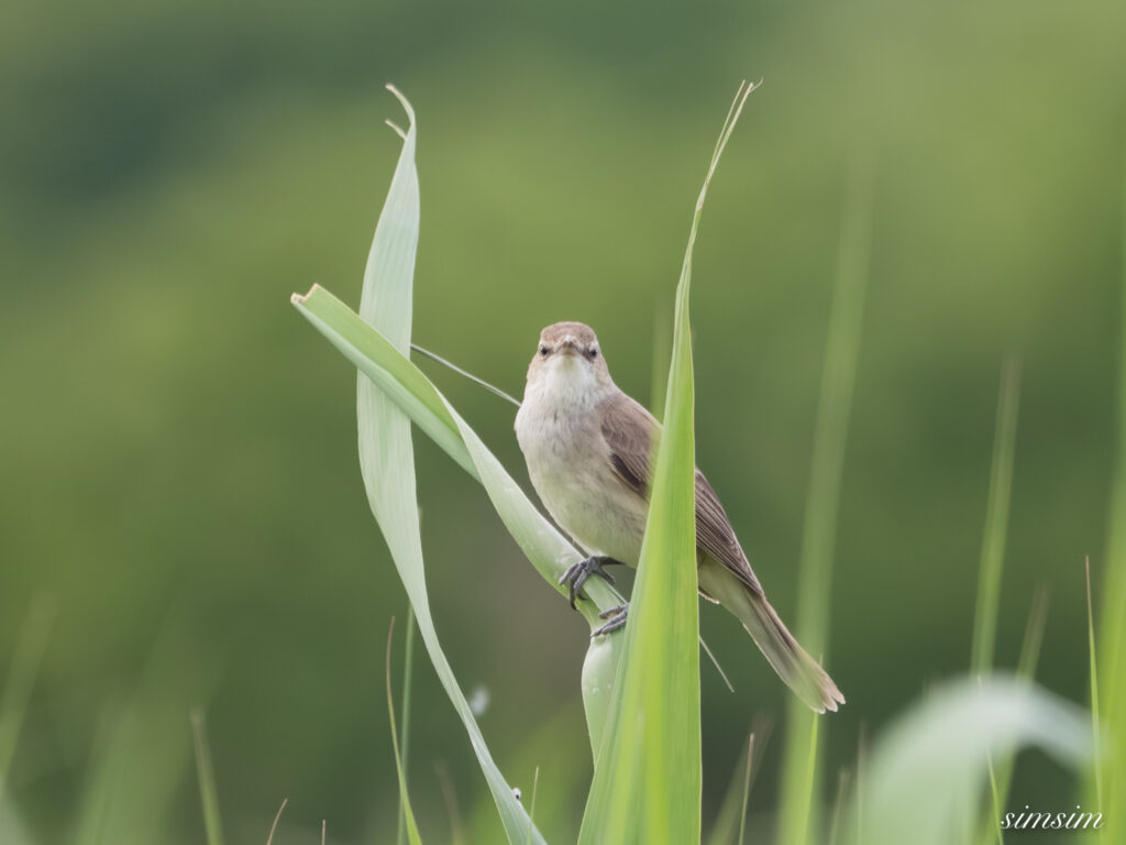 埼玉の公園　オオヨシキリ