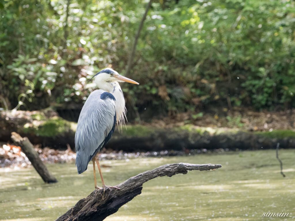 埼玉の公園　アオサギ